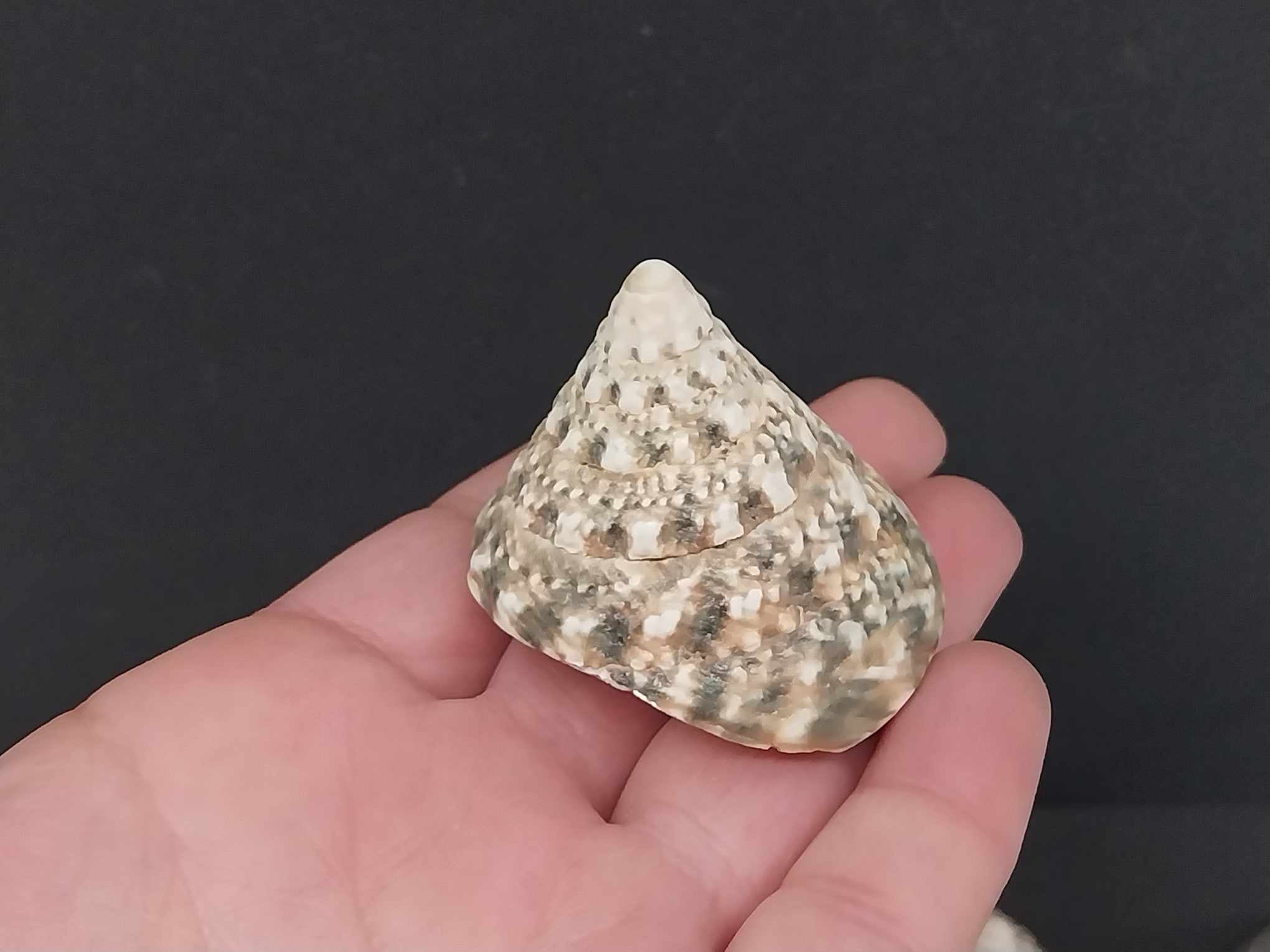 Vintage Sea Shell & Coral Collection — Set of 11 Natural Specimens