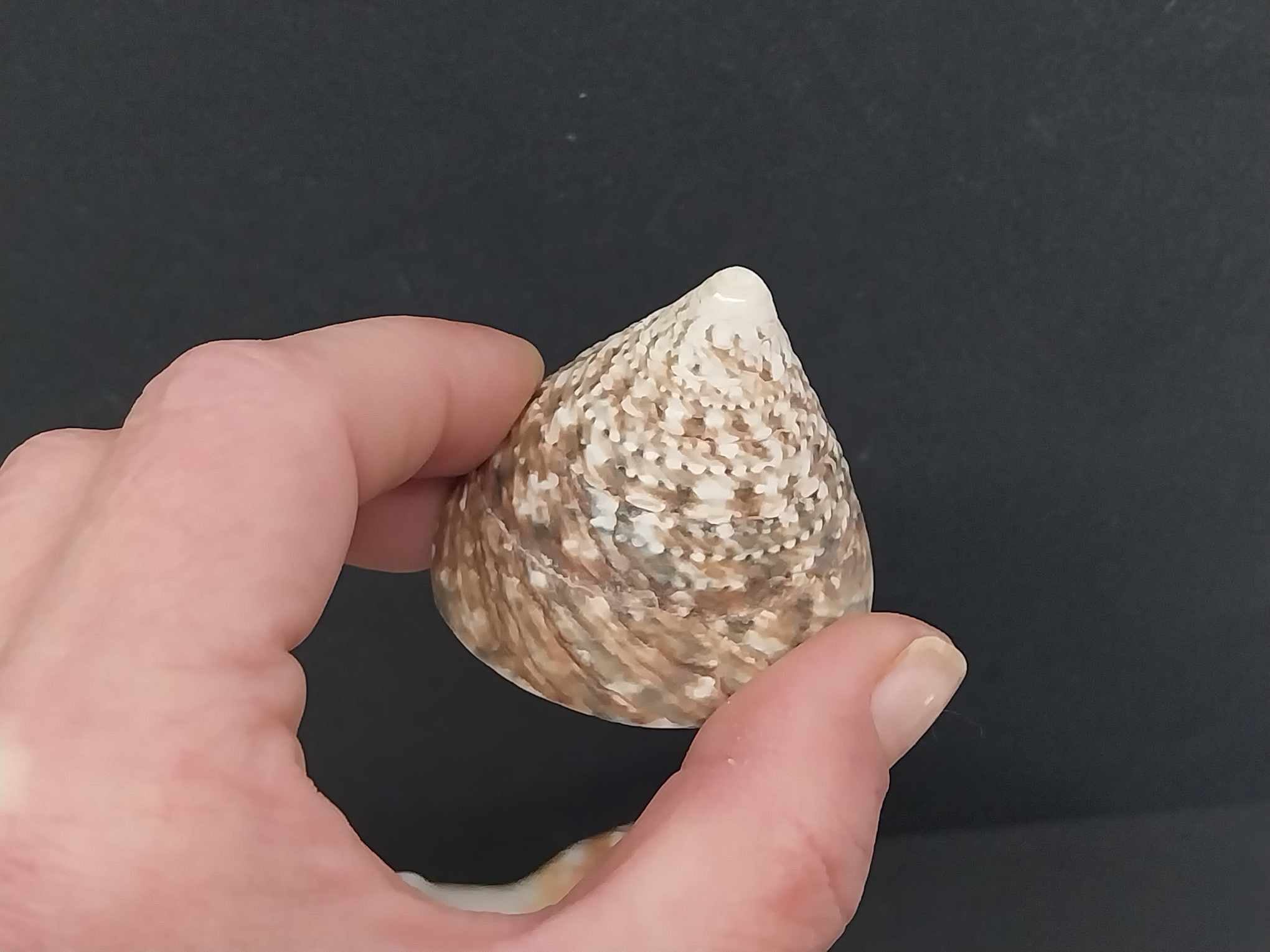 Vintage Sea Shell & Coral Collection — Set of 11 Natural Specimens