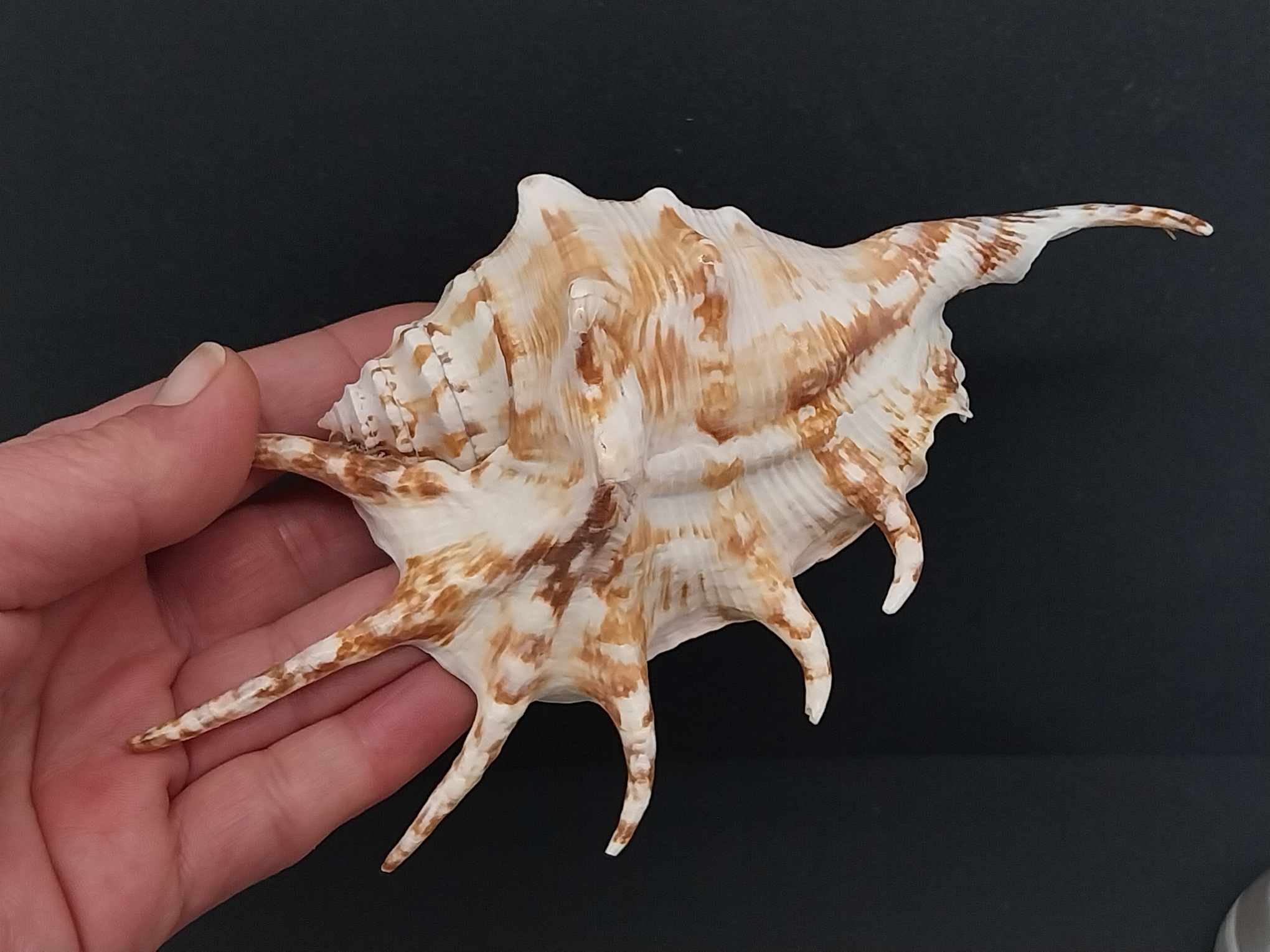 Vintage Sea Shell & Coral Collection — Set of 11 Natural Specimens