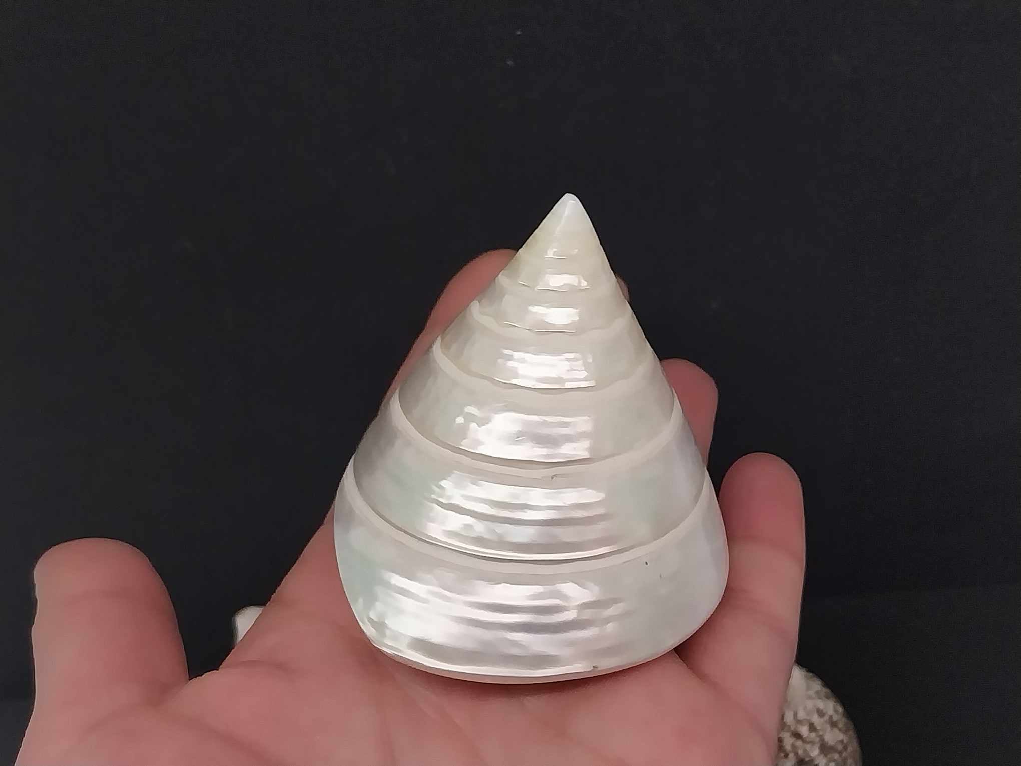 Vintage Sea Shell & Coral Collection — Set of 11 Natural Specimens